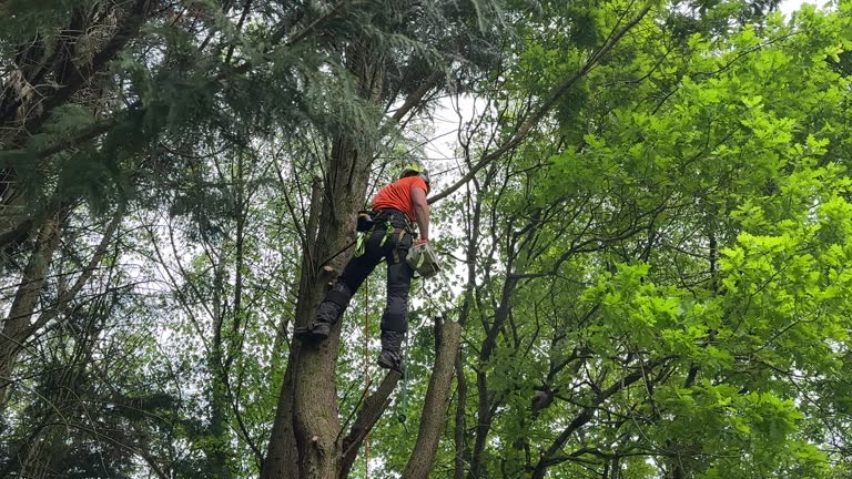 Best Hazardous Tree Removal  in Highland Falls, NY